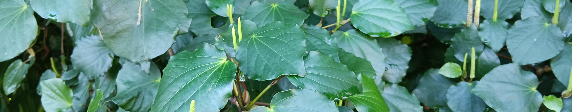 Photo of kawakawa tree leaves and spikes