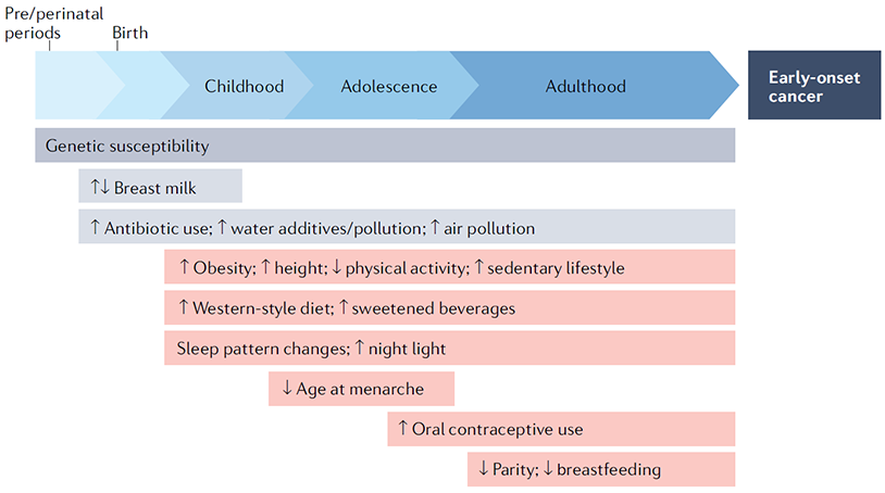 Chart showing lifestyle and environmental impacts across the lifespan on early-onset cancer