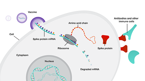 Image showing the stages of mRNA spike protein from entering the cell to degradation within the cell cytoplasm