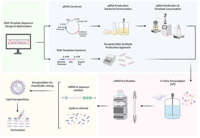 Image showing mRNA vaccine manufacturing process